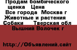 Продам бомбического щенка › Цена ­ 30 000 - Все города, Москва г. Животные и растения » Собаки   . Тверская обл.,Вышний Волочек г.